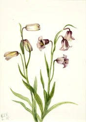 Fritillaire Fritillaria biflora, 1935