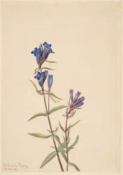 Gentiane (Gentiana affinis)