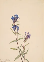Gentiane Gentiana affinis, 1915