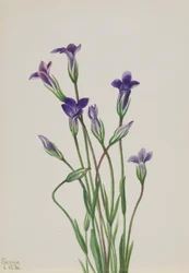 Gentiane Gentiana holopetala, 1936