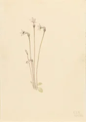 Thalesia uniflora, 1920