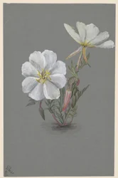 Helléborine géante (Epipactia gigantea)