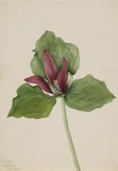 Trille géant (Trillium chloropetalum)