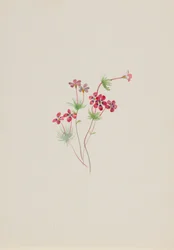 Gilia linanthus parviflorus, vers 1900-1930