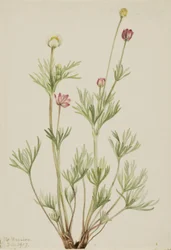 Anémone globuleuse (Anemone globosa)