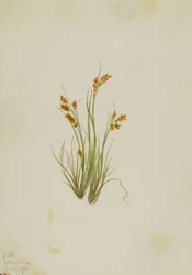 Carex doré (Carex aurea)