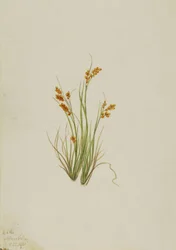 Laîche dorée Carex aurea, 1921