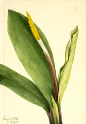 Orontium aquatique (Orontium aquaticum)