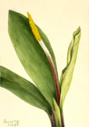 Orontium aquatique, 1918