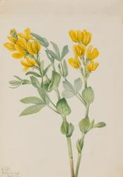 Thermopsis rhombifolia, 1923