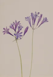 Brodiaea laxa, 1933