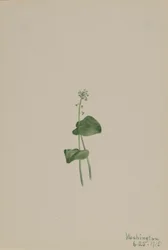 Malaxis unifolia (Malaxis unifolia)