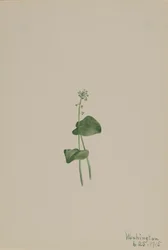 Malaxis unifolia, 1918