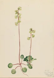Pyrola vert (Pyrola chlorantha)