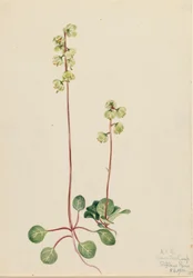 Pyrole verte Pyrola chlorantha, 1920