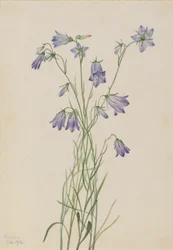 Campanule (Campanula rotundifolia)