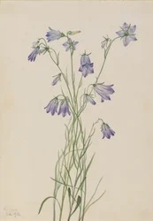 Campanule à feuilles rondes, 1916