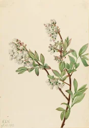 Myrtille en corymbe (Vaccinium corymbosum)
