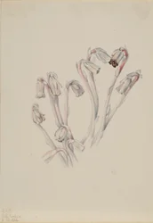 Pipe indienne (Monotropa uniflora)