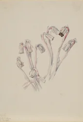 Pipe Indienne Monotropa uniflora, 1926