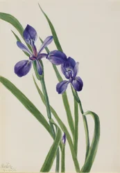 Iris (espèce Iris)