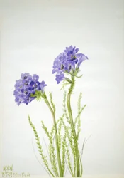Echelle de Jacob (Polemonium viscosum)