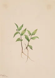 Kruhsea Kruhsea streptopoides, 1913