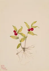 Kruhsea streptopoides, 1922