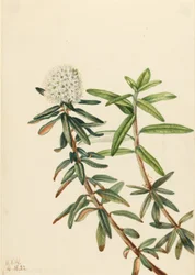 Thé du Labrador (Ledum groenlandicum)