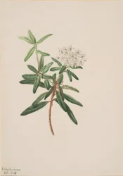 Thé du Labrador (Ledum groenlandicum)