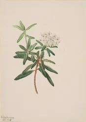 Thé du Labrador Ledum groenlandicum, 1905