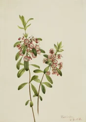 Kalmia angustifolia (Kalmia angustifolia)