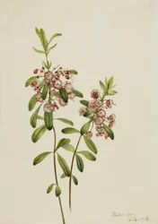 Kalmia à Feuilles Angustifolia, 1918