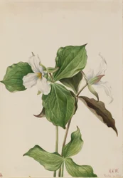Trille blanc (Trillium grandiflorum)