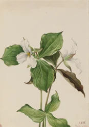 Grand Trille blanc Trillium grandiflorum