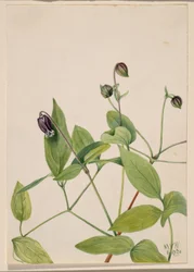 Fleur de cuir (Clematis viorna)