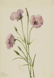 Mariposa lilas (Calochortus splendens)