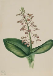 Liparis liliifolia