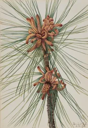 Pin des marais Pinus taeda, 1918