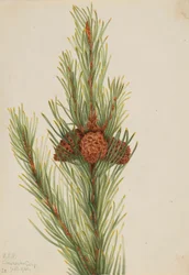 Pin tordu (Pinus Contorta murrayana)