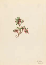 Airelle Vaccinium caespitosum, 1918