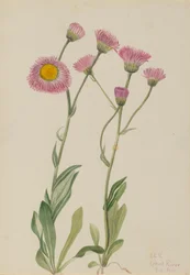 Vergerette élégante