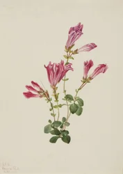 Penthémone de Menzies (Pentstemon menziesii)