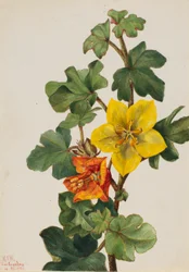 Fremontia mexicain (Fremontodendron mexicanum)