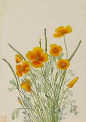 Pavot mexicain Eschscholtzia mexicana, 1927