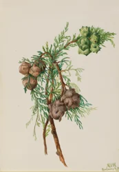 Cyprès de Monterey (Cupressus macrocarpa)