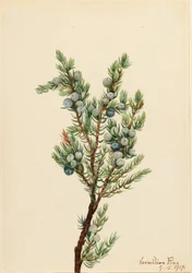 Genévrier de montagne (Juniperus sibirica)