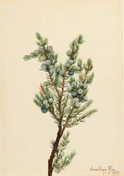 Genévrier de montagne Juniperus sibirica, 1917