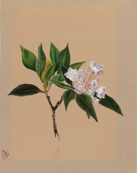 Laurier de montagne (Kalmia latifolia)