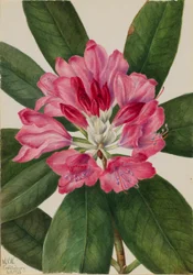 Rhododendron de montagne (Rhododendron catawbiense)